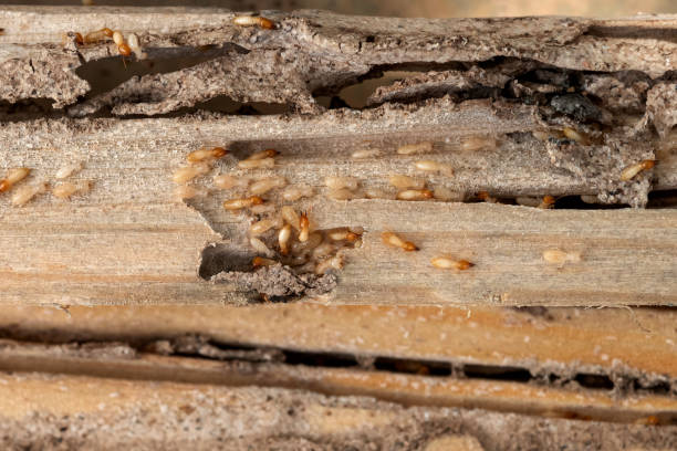 Best Wildlife Control Services  in Sulligent, AL